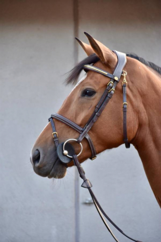 Träns Komb Nosgrimma Mässing Klinker Working Collection i gruppen Kampanjer / Horse Show Erbjudande Elmia / Hose Show Erbjudande - minst 10% Rabatt!* hos Charlies Häst (2014012360)