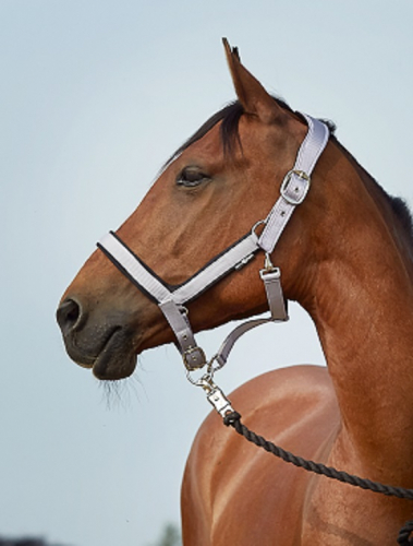 Anatomisk Grimma Quicksilver i gruppen Kampanjer / Horse Show Erbjudande Elmia / 20% på Grimmor hos Charlies Häst (2040030122)