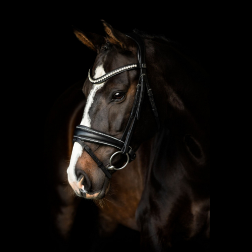 Celebrity Träns Svart i gruppen Kampanjer / Horse Show Erbjudande / Hose Show Erbjudande - minst 10% Rabatt!* hos Charlies Häst (2052012020)